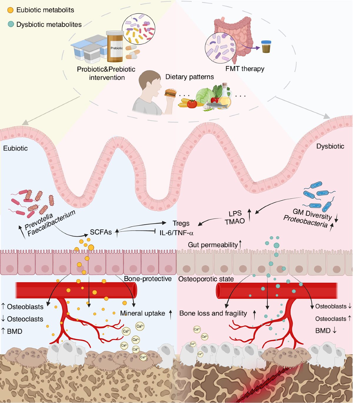 Gut-Bone Axis mechanism - Bone Research 2026 (Wang et al.)